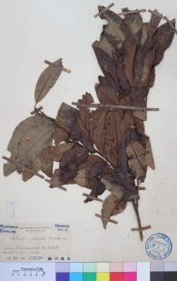 Specimen thumbnail